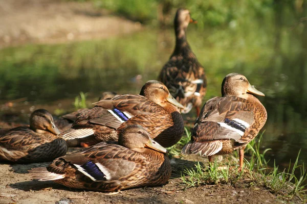 Ducks in rest — Stock Photo, Image