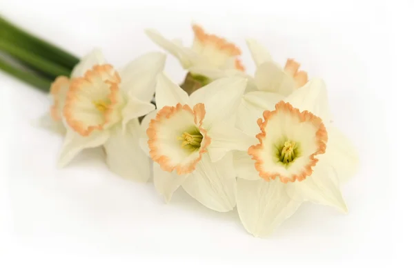 Bílý Narcis kytice — Stock fotografie