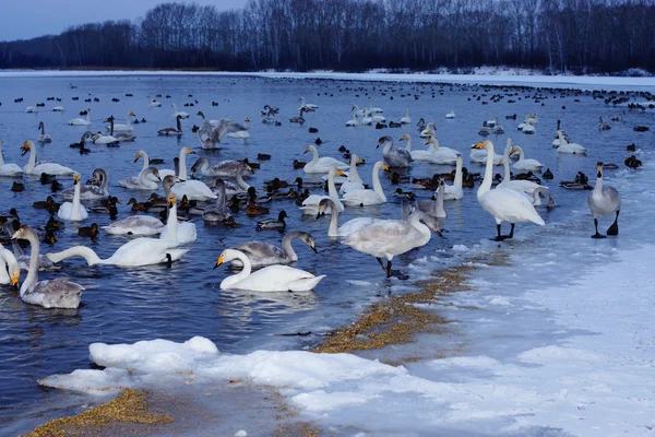 El cisne "Luz" lago cerca de la aldea "fructífero ". Imagen de archivo