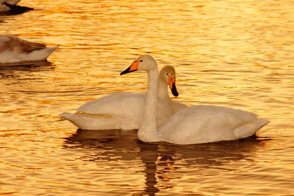 Puesta de sol en el brillante (cisne) lago en invierno . Imagen De Stock