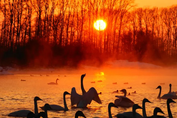 Puesta de sol en el brillante (cisne) lago en invierno . Imagen de stock