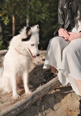Beyaz Yakutian laika köpeği sahibinin yanında oturuyor ve yan bakıyor. Sakin ve huzurlu bir evcil hayvan. Ormanda, benekli elbise giyen, tanınmayan genç bir kadınla, safkan bir köpek.
