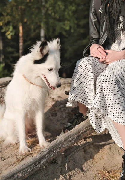 Beyaz Yakutian laika köpeği sahibinin yanında oturuyor ve yan bakıyor. Sakin ve huzurlu bir evcil hayvan. Ormanda, benekli elbise giyen, tanınmayan genç bir kadınla, safkan bir köpek.