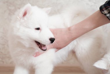 Tatlı beyaz köpek yavrusu. Yakut laika köpeği ev sahibiyle oynuyor. Evde mutlu bir köpek. Kadının eli köpeğini okşuyor. evcil hayvan arkadaşı ve arkadaşı.