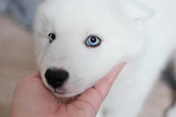 女人的手抚摸着她那只白色的莱卡犬 一只蓝眼睛的小狗看着摄像机 纯种黑社会的肖像画 — 图库照片