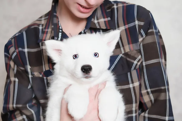 Frau Mit Weißem Jakutischem Laika Welpen Niedlicher Weißer Hund Frauenhänden — Stockfoto