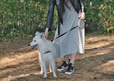 Yakutian laika köpeğinin tasması ormanda sahibini gezdiriyor. Evcil hayvan arkadaşları, birliktelik ve sevgi. Köpek dışarıda..