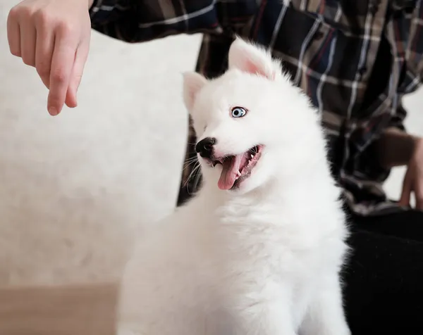 Cachorrinho Branco Bonito Yakutian Cão Laika Brincando Dentro Casa Com — Fotografia de Stock
