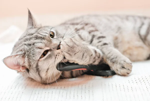 Серая Полосатая Кошка Облизывает Лапу Играет Игрушкой Ленивый Котенок Отдыхает — стоковое фото
