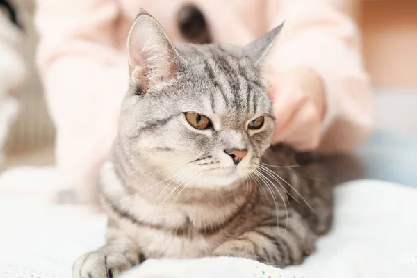 Femme Calme Chat Ludique Couché Sur Lit Intérieur Chat Gris — Photo