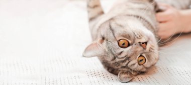 Gri tekir kedi sırt üstü uzanıyor ve kameraya bakıyor. Turuncu gözlü İskoç heteroseksüel kedi, afiş, kopyalama alanı