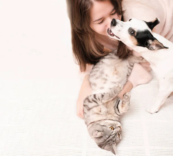 Молодая Женщина Играет Котом Собакой Кровати Джек Рассел Терьер Кусает — стоковое фото