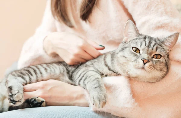 World Pet Day Cute Grey Cat Enjoying Staying Her Owner Royalty Free Stock Photos