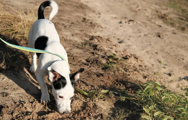 ジャック ラッセルテリア スニッフィング グラウンドおもちゃを見つけようとしてる 砂の道を歩いている犬 小さな犬は砂を探索します — ストック写真