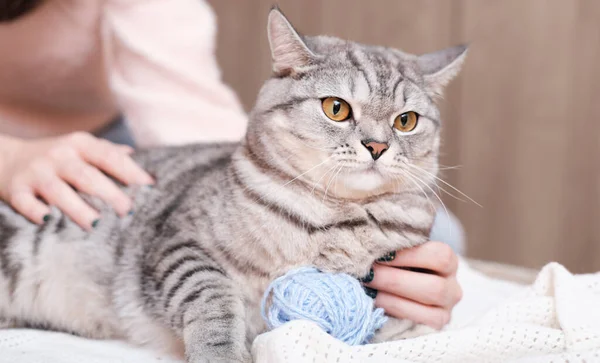 Женщина, держащая игривого кошку на кровати. Шотландская серая кошка хватается за синий клубок ниток. любовь и привязанность к домашним животным. — стоковое фото