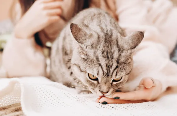 Серый тэбби-кот облизывает хозяевам руки, лежащие на диване. дружба и любовь к домашним животным. котенок и молодая женщина — стоковое фото