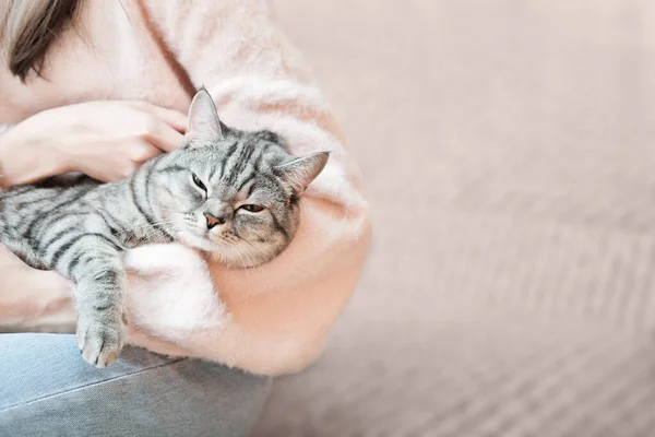 Femme tenant chat gris tabby. Jouer avec l'animal de compagnie à la maison. Amour, confort, loisirs, concept de protection des animaux. Race droite écossaise. — Photo