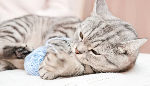 Heureux chat gris tabby jouer avec une boule de fil sur un lit. beau chaton à l'intérieur — Photo