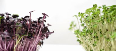 Taze mikro yeşillikler, filizlenmiş çiğ filizler. Sağlıklı yaşam tarzı ve diyet kavramı. Mikro yeşil, taze sebze yeşili veya lahanası, süper yiyecek ve ekolojik gıdadır.. 