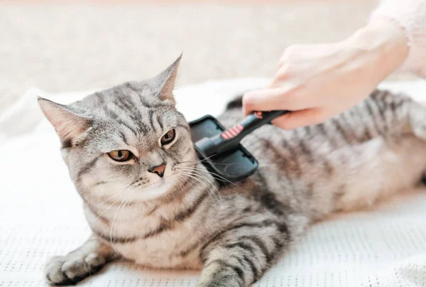 Woman combing British cat with pet brush. displeased tabby cat being brushed at home. care and grooming for domestic animals. — стоковое фото
