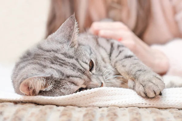 Chat gris tabby avec main de femme. Journée mondiale des animaux de compagnie. Femme main caressant un chat — Photo