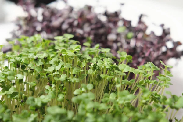 Growing micro greens of pink radish and broccoli in a farm, farm of micro greens. sprouting seeds.