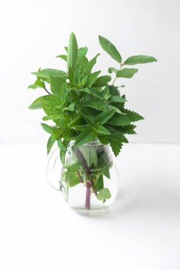 Cam sürahide taze mutfaktaki aromatik bitkiler. Bitkisel çay malzemeleri, bir bahçede yetişen, nane, Melissa ve nane.