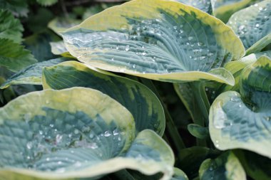 Hosta su damlalarıyla ayrılıyor. Bahçe üstüne yağmur. Doğal yeşil arkaplan.
