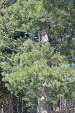 Ormanda güneşli bir günde çam ağacının dikey görüntüsü. Orman konseptini koru..