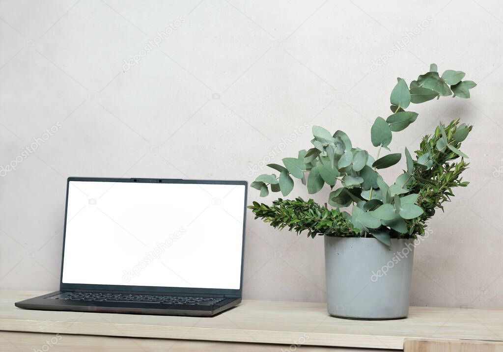 Front view of Laptop mockup on wooden table with fresh green eucaliptus and boxwood leaves in concrete vase. scandinavian and japandi style interior. template for screen picture