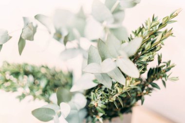 Odaklanmış bulanık dallar, okaliptüs ve boxwood yaprakları. Tuşlu resim. İlkbahar ve yaz mevsimsel arka plan. seçici odak.