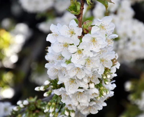 Blossom kiraz ağacı