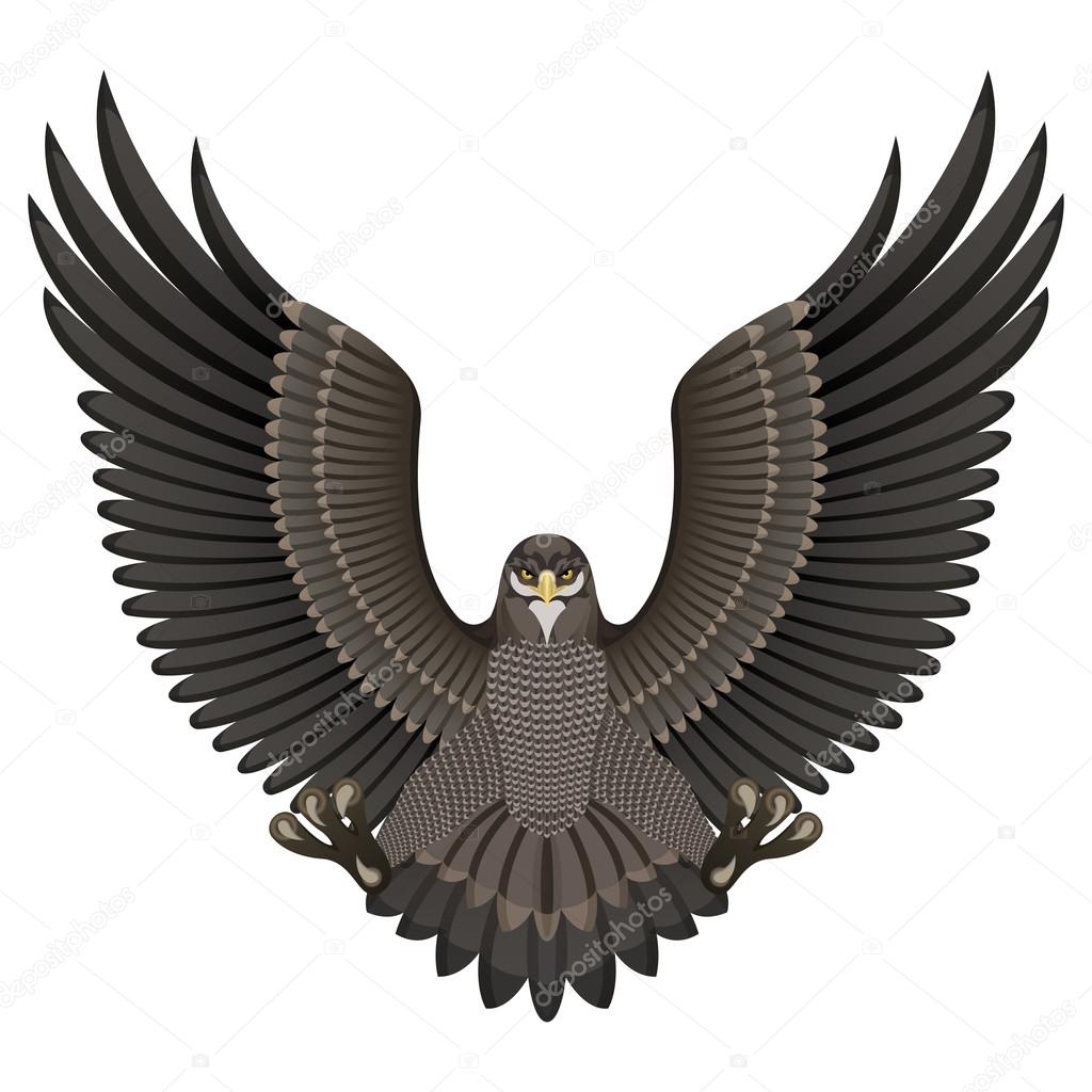 Eagle on a White Background