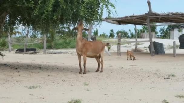 ケタの熱帯の村を自由に歩き回り 西アフリカのガーナにある自然から食べるヤギ — ストック動画