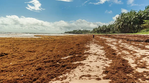 厳しい天候の後のアフリカの海岸は 海底から消耗した藻類で美しいビーチを満たし Axim Ghana West Africa October 2021のビーチを埋めました — ストック写真
