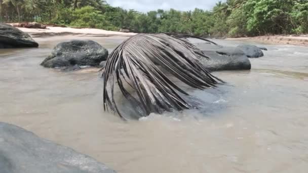 Uma Folha Palma Encontra Nas Águas Lagoa Onde Água Corre — Vídeo de Stock