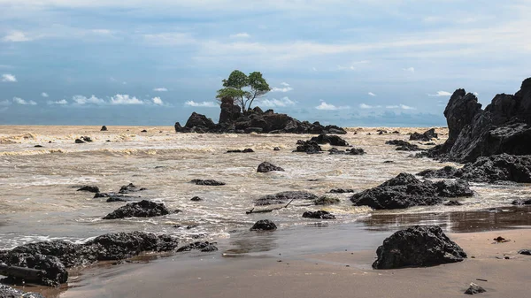アフリカの熱帯海岸の岩の上の孤独な木 Axim Ghana West Africa — ストック写真