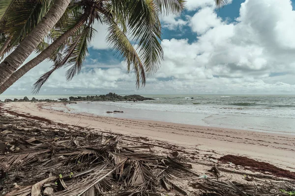 Africa Spiaggia Dalla Giungla Massi Nella Parte Tropicale Axim Ghana — Foto Stock