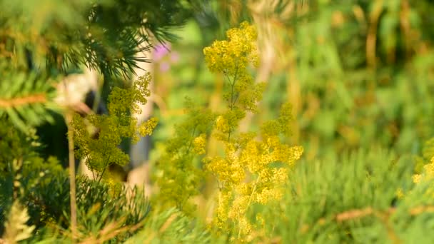 Letni Wieczór Gdy Żółte Dzikie Kwiaty Świecą Między Małą Sosną — Wideo stockowe