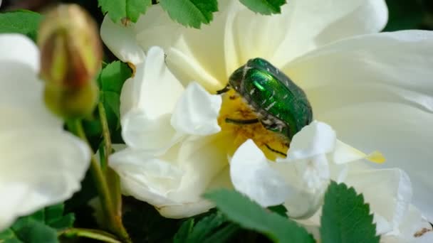 Χρυσαφένιος Σκαθάρι Cetoniidae Επισκέπτης Λουλουδιών Όπως Στο Πιο Καυτό Ηλιακό — Αρχείο Βίντεο