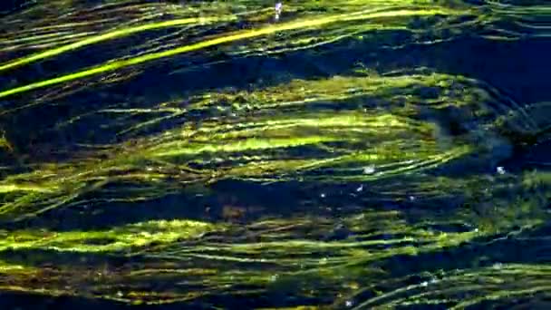 Shimmering Seagrass Follows Current Sun Illuminating River Slow Motion — Stockvideo