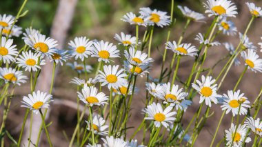 İsveç 'te bir yaz gününde Temmuz ayı boyunca güneş altında yaka çiçeği.