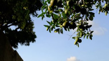 Oranges growing naturally in the city of Accra Ghana West Africa. Movie clips in slow motion