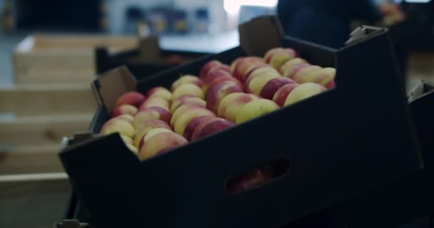 농업 종사자들은 나무 상자에서 사과를 창고에 넣어 분류 한다. — 비디오