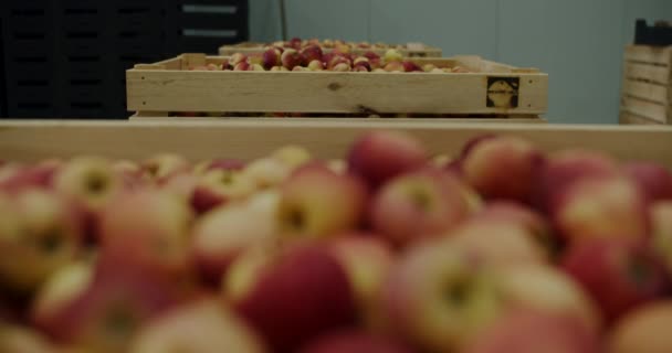 Verse geoogste appels in een opslagruimte, opslagruimte in magazijn. — Stockvideo