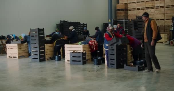 Muitas maçãs vermelhas em caixas preparadas para transporte, frutas de exportação. — Vídeo de Stock