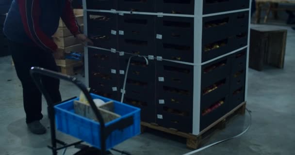 Maçãs frescas colhidas em um compartimento de armazenamento, sala de armazenamento no armazém. — Vídeo de Stock