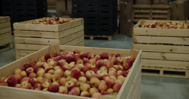 Beaucoup de pommes rouges dans des boîtes préparées pour le transport, l'exportation de fruits. — Video