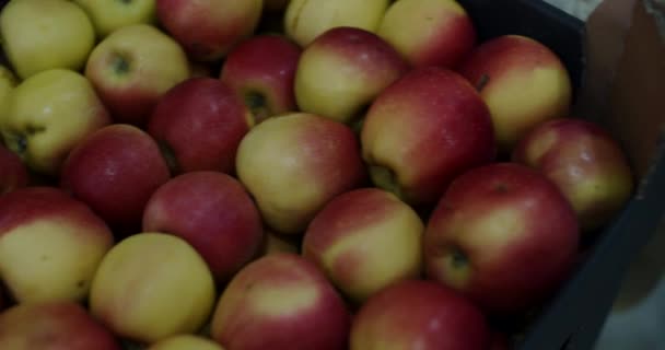 Veel rode appels in dozen bereid voor transport, export fruit. — Stockvideo