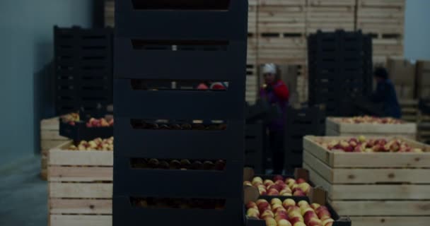 Muchas manzanas rojas en cajas preparadas para el transporte, frutas de exportación. — Vídeos de Stock